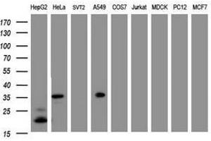 Image no. 3 for anti-Jun Proto-Oncogene (JUN) antibody (ABIN1498944) (C-JUN 抗体)