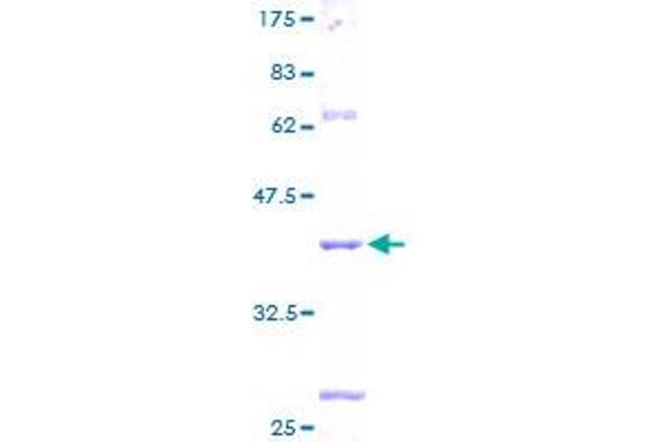 SMAD3 Protein (AA 31-141) (GST tag)