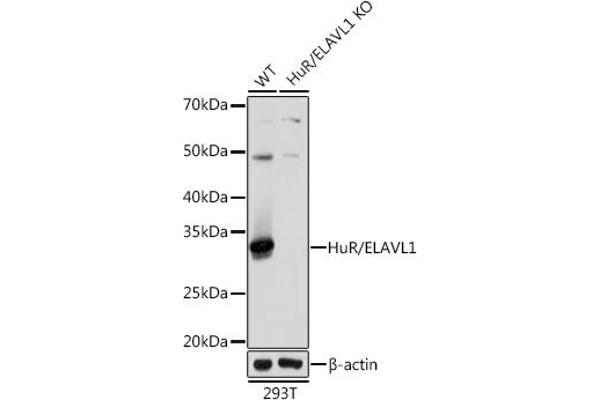 ELAVL1 抗体