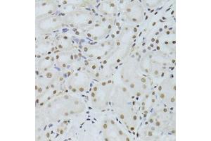 Immunohistochemistry of paraffin-embedded mouse kidney using ALYREF antibody. (THO Complex 4 抗体)