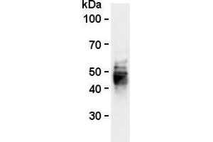 Western blot analysis of mouse CD63 expression in BMMCs (mouse bone marrow-derived mast cells) using anti-mouse CD63 (clone R5G2, AM26556AF-N). (CD63 抗体)