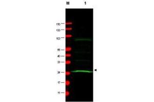 Image no. 1 for anti-MAD2 Mitotic Arrest Deficient-Like 1 (Yeast) (MAD2L1) antibody (ABIN297268) (MAD2L1 抗体)