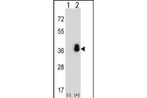 Western blot analysis of SFRS1 (arrow) using rabbit polyclonal SFRS1 Antibody (N-term) (ABIN652256 and ABIN2841067). (SRSF1 抗体  (N-Term))