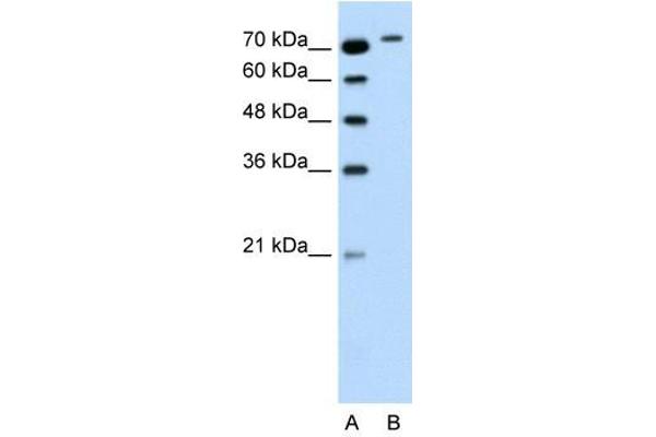 RHOBTB1 抗体  (Middle Region)