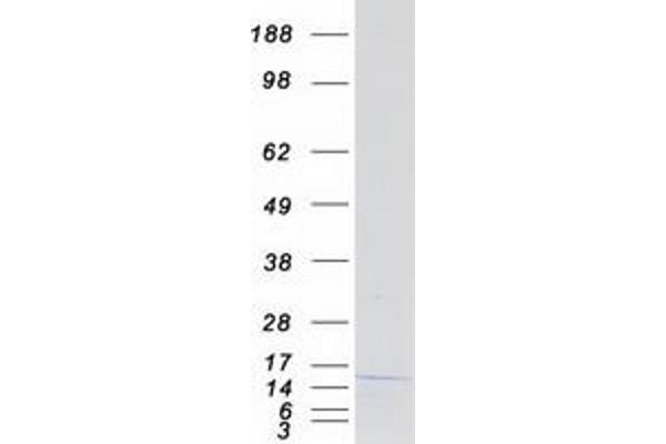 NHLH1 Protein (Myc-DYKDDDDK Tag)