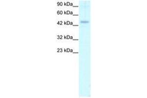 Image no. 1 for anti-Calreticulin (CALR) (C-Term) antibody (ABIN202474) (Calreticulin 抗体  (C-Term))