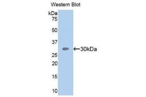 Detection of Recombinant SEMA5B, Human using Polyclonal Antibody to Semaphorin 5B (SEMA5B) (SEMA5B 抗体  (AA 350-602))