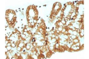 IHC testing of FFPE mouse colon tissue with EpCAM antibody. (EpCAM 抗体  (Cytoplasmic Domain))