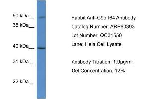 Western Blotting (WB) image for anti-Chromosome 9 Open Reading Frame 64 (C9orf64) (C-Term) antibody (ABIN786154) (C9orf64 抗体  (C-Term))