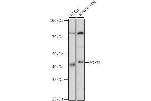 Western blot analysis of extracts of various cell lines, using FOXF1 antibody (ABIN7267234) at 1:1000 dilution. (FOXF1 抗体)
