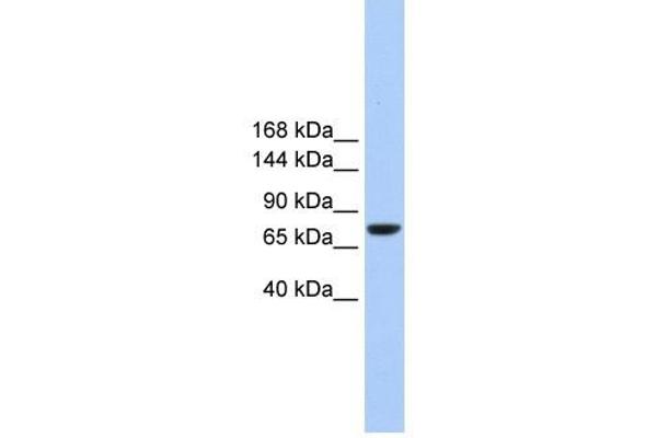 Tmc2 抗体  (Middle Region)