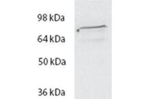 Western Blot (2μg/ml) staining of HeLa lysate (35μg protein in RIPA buffer). (SPG20 抗体  (Internal Region))