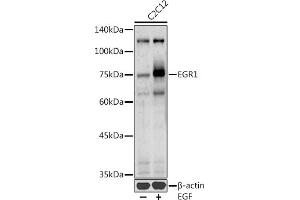 Western blot analysis of extracts of C2C12 cells, using EGR1 antibody (ABIN6133683, ABIN6139992, ABIN7101807 and ABIN7101808) at 1:1000 dilution. (EGR1 抗体  (AA 1-250))