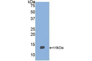 Detection of Recombinant BDNF, Gallus using Polyclonal Antibody to Brain Derived Neurotrophic Factor (BDNF) (BDNF 抗体  (AA 134-238))