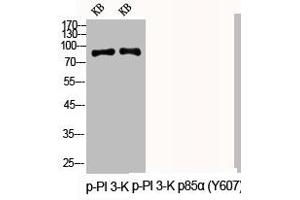 Western Blot analysis of KB cells using Phospho-PI 3-kinase p85α (Y607) Polyclonal Antibody (PIK3R1 抗体  (pTyr607))