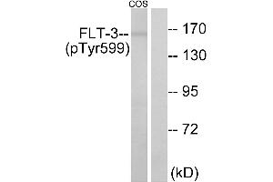 Western blot analysis of extracts from COS7 cells, treated with EGF (200ng/ml, 30mins), using FLT3 (Phospho-Tyr599) antibody. (FLT3 抗体  (pTyr599))