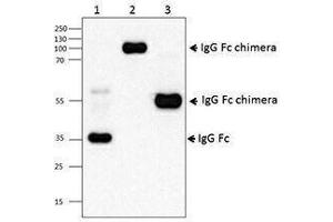 Western Blotting (WB) image for Mouse anti-Human IgG (Fc Region) antibody (ABIN2667294) (小鼠 anti-人 IgG (Fc Region) Antibody)