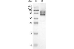 WB analysis of Human HC-Nanodisc with anti-Flag monoclonal antibody at 1/5000 dilution, followed by Goat Anti-Rabbit IgG HRP at 1/5000 dilution (HCRTR1 蛋白)