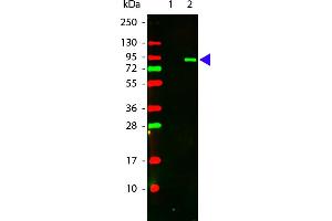 Anti-AKT pT308 Monoclonal Antibody DL549 Conjugated - Western Blot. (AKT1 抗体  (pThr308) (DyLight 549))