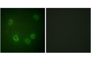 Immunofluorescence analysis of COS7 cells, using Nonvoltage-gated Sodium Channel 1 (Phospho-Thr615) Antibody. (Nonvoltage-Gated Sodium Channel 1 (AA 581-630), (pThr615) 抗体)
