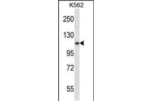 Western blot analysis in K562 cell line lysates (35ug/lane). (PCSK6 抗体  (C-Term))