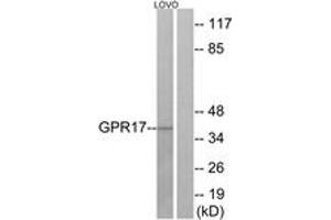 Western Blotting (WB) image for anti-G Protein-Coupled Receptor 17 (GPR17) (AA 221-270) antibody (ABIN2890868) (GPR17 抗体  (AA 221-270))
