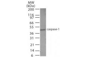 Image no. 2 for anti-Caspase 1 (CASP1) (AA 31-45) antibody (ABIN208361) (Caspase 1 抗体  (AA 31-45))