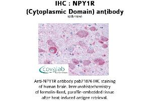 Image no. 1 for anti-Neuropeptide Y Receptor Y1 (NPY1R) (3rd Cytoplasmic Domain) antibody (ABIN1737484) (NPY1R 抗体  (3rd Cytoplasmic Domain))