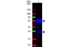 Western blot of Fluorescein conjugated Goat Fab Anti-Rabbit IgG secondary antibody. (山羊 anti-兔 IgG (Heavy & Light Chain) Antibody (FITC) - Preadsorbed)