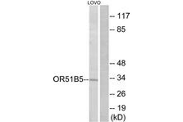 OR51B5 抗体  (AA 200-249)