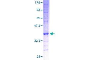 Image no. 1 for ATP Synthase, H+ Transporting, Mitochondrial F0 Complex, Subunit C1 (Subunit 9) (ATP5G1) (AA 18-136) protein (GST tag) (ABIN1346062) (ATP5G1 Protein (AA 18-136) (GST tag))