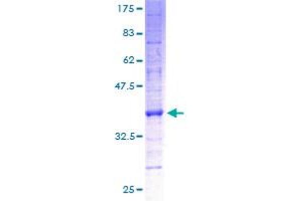 ATP5G1 Protein (AA 18-136) (GST tag)