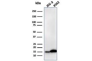 Western Blotting (WB) image for anti-Lectin, Galactoside-Binding, Soluble, 1 (LGALS1) (AA 12-108) antibody (ABIN6939959)