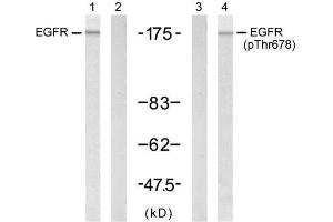 Western blot analysis of extract from A431 cells untreated or treated with EGF (200ng/ml, 5min), using EGFR (Ab-678) antibody (E021193, Lane 1 and 2) and EGFR (phospho-Thr678) antibody (E011186, Lane 3 and 4). (EGFR 抗体)