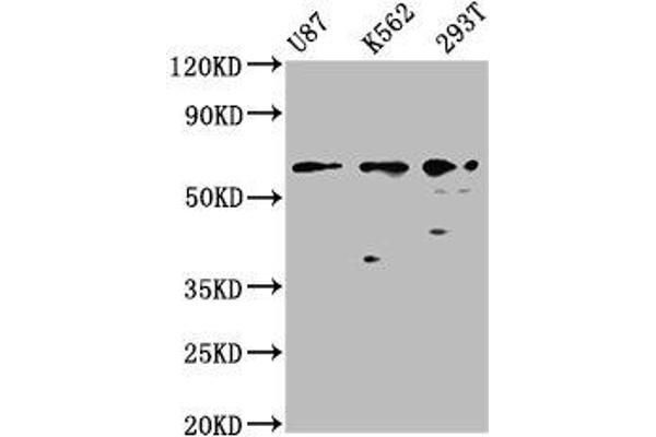 ZNF37A 抗体  (AA 263-386)