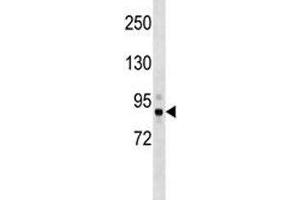 Tbk1 antibody western blot analysis in mouse cerebellum tissue lysate. (TBK1 抗体  (AA 8-35))