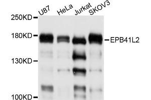 Western blot analysis of extracts of various cell lines, using EPB41L2 antibody. (EPB41L2 抗体)