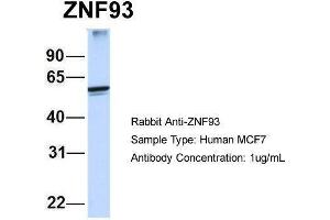 Human MCF7; Host:Rabbit. (ZNF93 抗体)