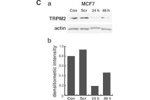 Western Blotting (WB) image for anti-Actin, beta (ACTB) (AA 359-368) antibody (ABIN129657)