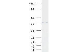 PSMC1 Protein (Myc-DYKDDDDK Tag)