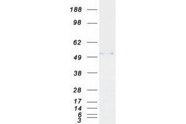 PSMC1 Protein (Myc-DYKDDDDK Tag)