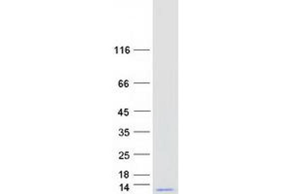 GNG10 Protein (Myc-DYKDDDDK Tag)