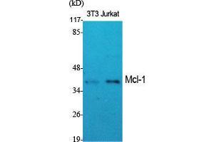 Western Blot (WB) analysis of specific cells using Mcl-1 Polyclonal Antibody. (MCL-1 抗体  (Internal Region))