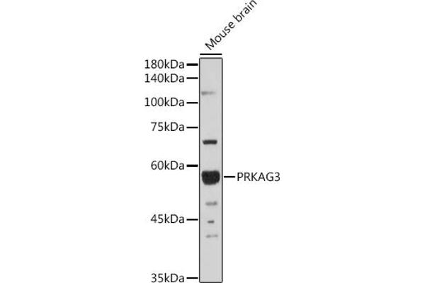 PRKAG3 抗体  (AA 1-210)