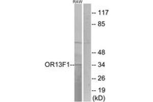 Western blot analysis of extracts from RAW264. (OR13F1 抗体  (AA 241-290))