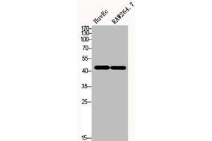 Western Blot analysis of HuvEc RAW264. (CD147 抗体  (C-Term))