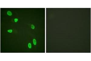 Immunofluorescence analysis of HeLa cells, using Histone H4 (Ab-8) Antibody. (Histone H4 抗体  (AA 6-55))