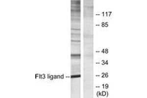 Western Blotting (WB) image for anti-Fms-Related tyrosine Kinase 3 Ligand (FLT3LG) (AA 171-220) antibody (ABIN2889494) (FLT3LG 抗体  (AA 171-220))