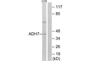 Western Blotting (WB) image for anti-Alcohol Dehydrogenase 7 (Class IV), mu Or sigma Polypeptide (ADH7) (Internal Region) antibody (ABIN1850713) (ADH7 抗体  (Internal Region))
