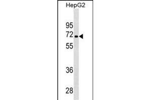 PDK3 Antibody ABIN1539888 western blot analysis in HepG2 cell line lysates (35 μg/lane). (PDK3 抗体)